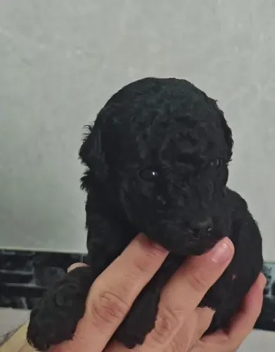 Lindos filhotes de poodle pretinhos