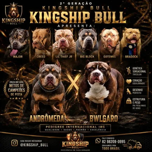 Pit Monster alto padrão tricolor Pedigree IBC netos de campeões de pista