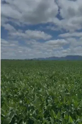 Fazenda de 2.396 hectares na região da cidade de Jangada no estado de Mato Gross
