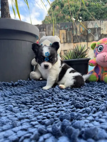 Chihuahua Pelo Longo