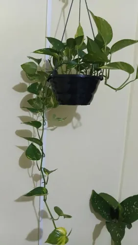 Jiboias