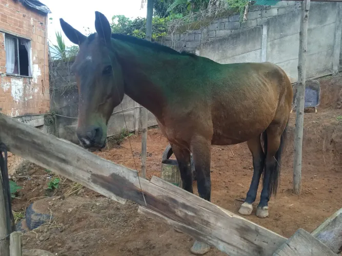 Cavalo