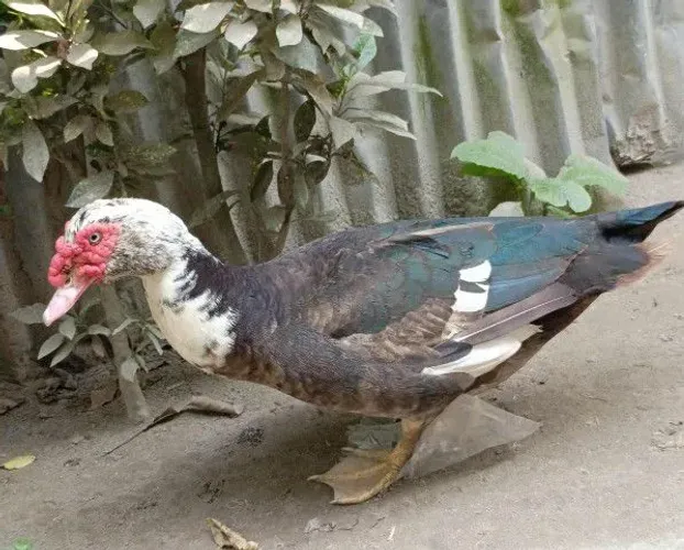 Pato adulto / temos macho e fêmeas