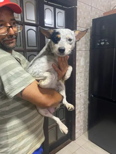 Adocão cachorrinha mestiça blue heeler, castrada, leia o texto