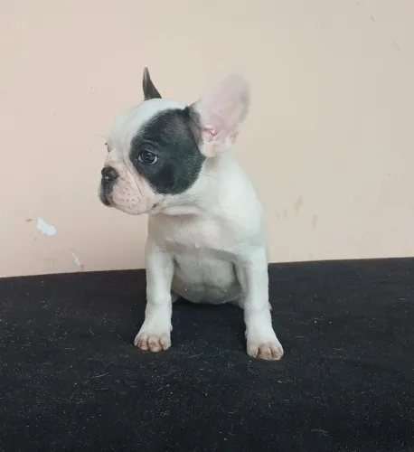 Linda femea de bulldog françês disponivel