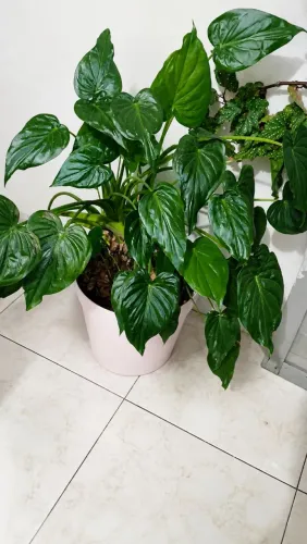Vaso com Planta Ornamental