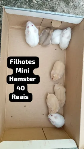 Filhotes de mini hamster
