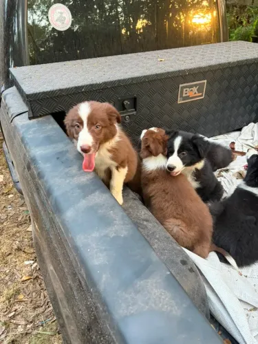 border collie fêmea marrom