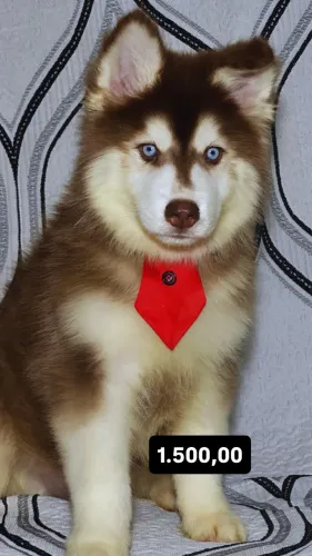 Husky macho