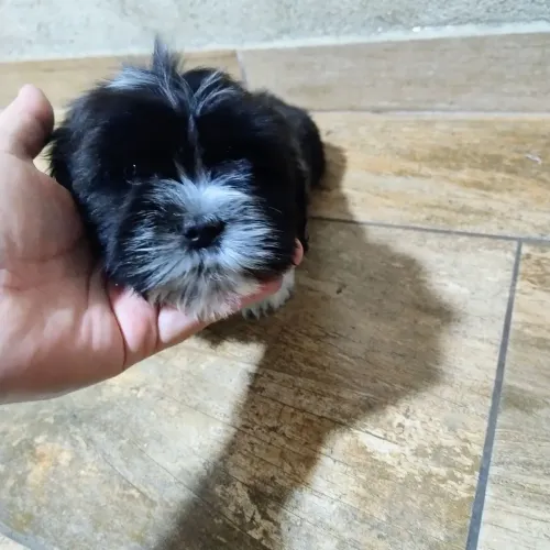 Filhote de Lhasa Apso
