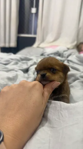 Filhotes chihuahua mini