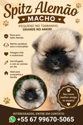 Lulu da pomerânia