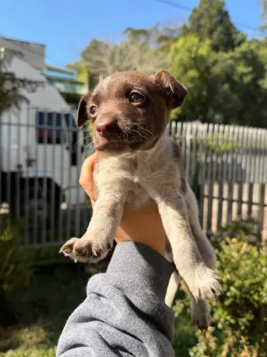 Cachorros para doação