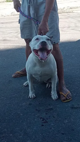 Doação de cachorro