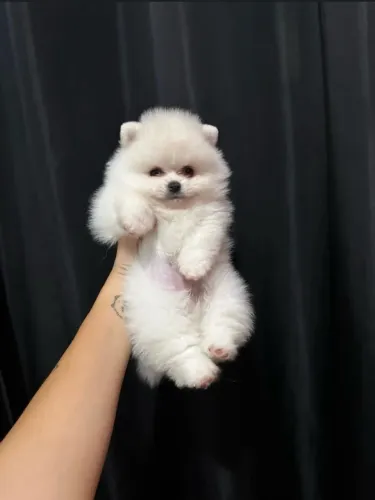 ADOÇÃO DE FILHOTES DE SPITZ ALEMÃO