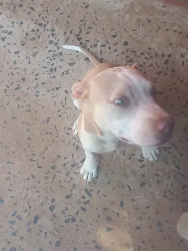 Cachorros
