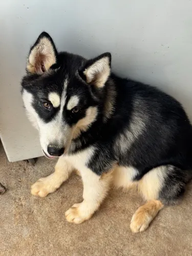 Filhote husky!!