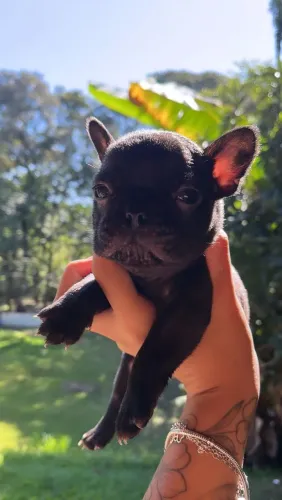Filhote de bulldog francês o pequeno companheiro que nunca passa despercebido