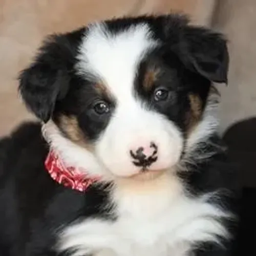 Border Collie,Border Collie Filhote Linda Linhagem Disponível