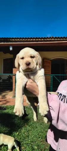 Filhotes Labrador 