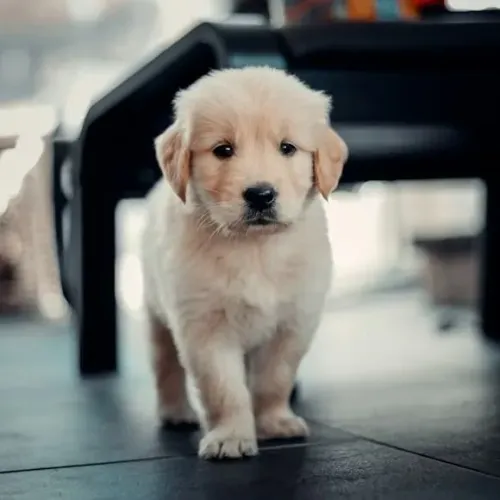 Golden Um companheiro perfeito para o dia a dia