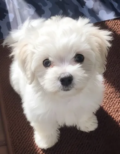 Filhotes de Poodle - Não Deixe Essa Oportunidade Passar