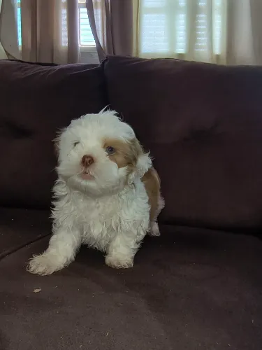 Machinho Lhasa Apso olhos verdes, excelente linhagem, aproveite essa fofura