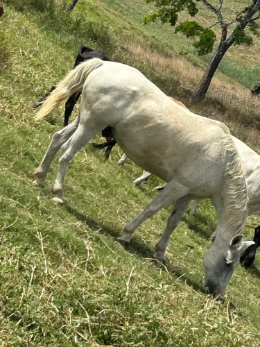 Cavalo Bom Pra Mexer Com Gado