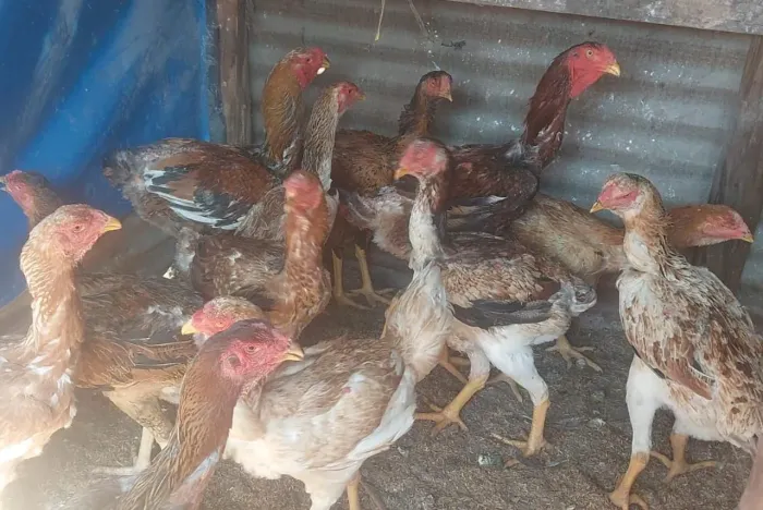 Indio gigante, frangos e frangas 