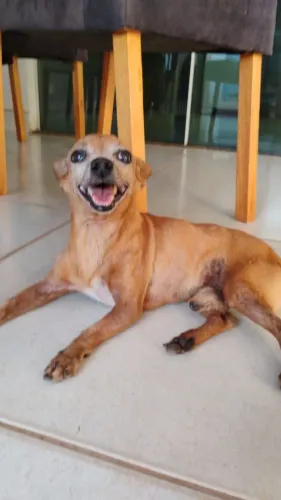Cachorrinho pequeno e muito simpático