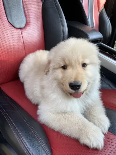 Golden Retriever - Um Pet Que Reúne Tudo Oque Você Procura Em Um Companheiro