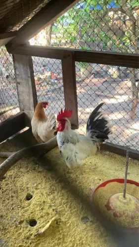 Galo e galinha anão