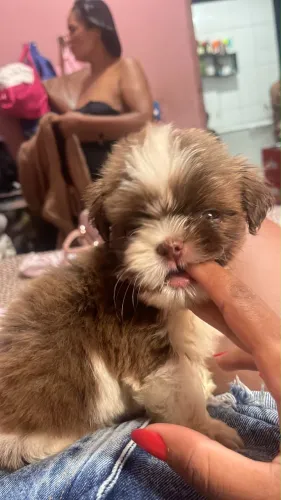 Shih-tzu macho 