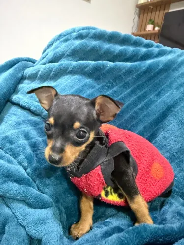 PINSCHER ZERO MACHO