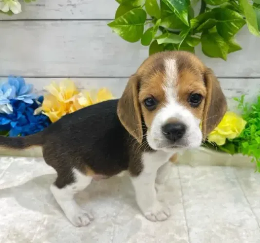 Beagle Mini Filhotes Fantásticos.