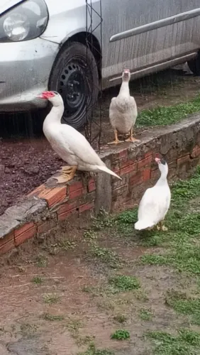 Patos Paissandu