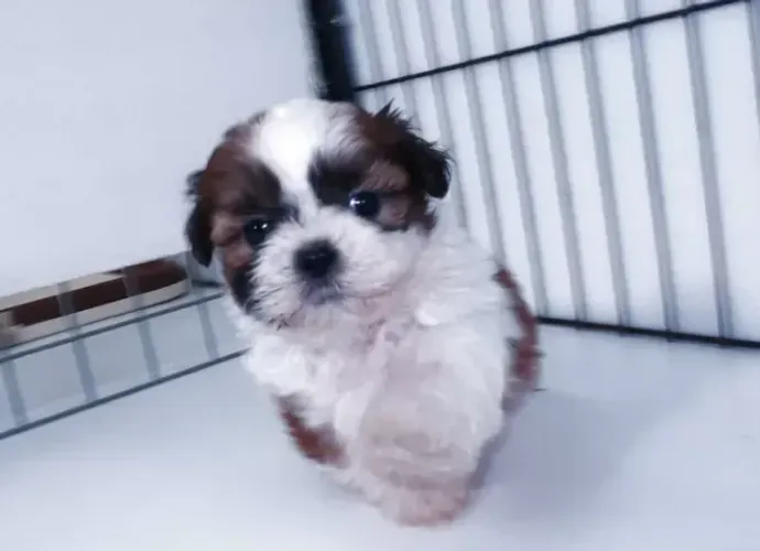 Filhotes Macho e Fêmea com Pedigree Shih tzu/shitzu SP