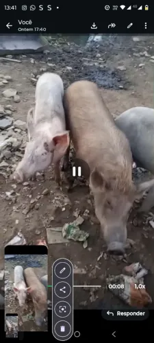 Porcos 