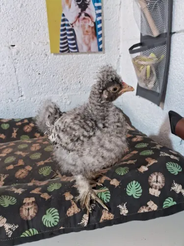 Frangos de galinha sedosa