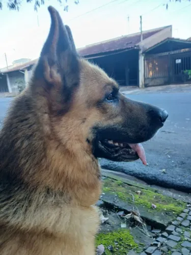PASTOR ALEMÃO DISPONÍVEL PARA CRUZAS
