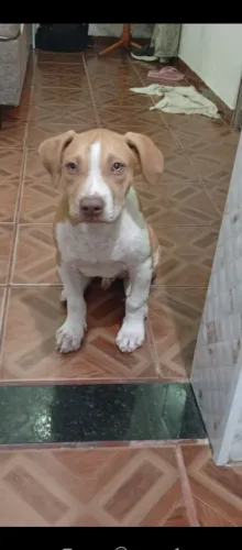 ?Filhotes de Pitbull disponíveis ?