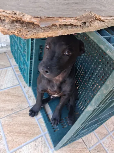 Filhote de Pitbull misturado