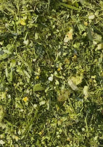 Silagem de milho fértil irrigado