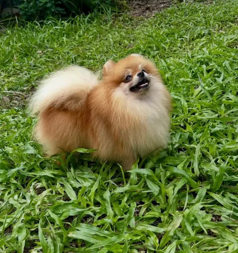 Padreador disponível