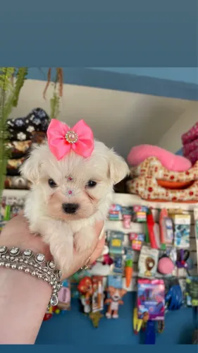 Maltês fêmea mini $4.500,00