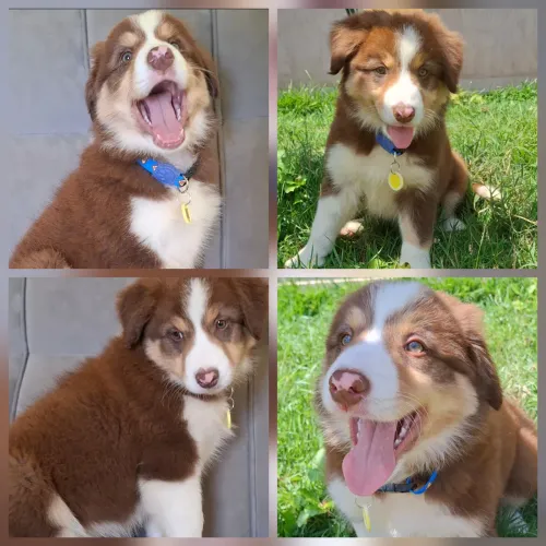 Border collie último filhote disponível pedigree CBKC e pais testados