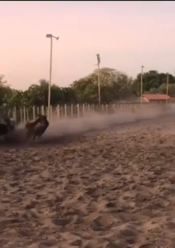 Cavalo de direita 