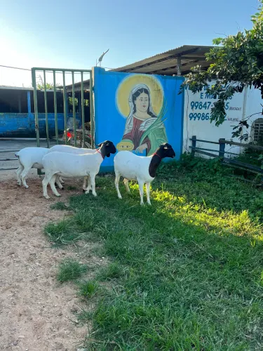 Ovelha 