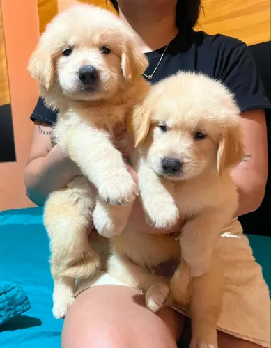Vendo Filhote de Golden Retriever