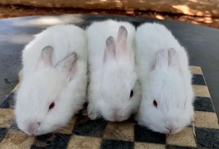 Venda de Filhotes de Coelhos